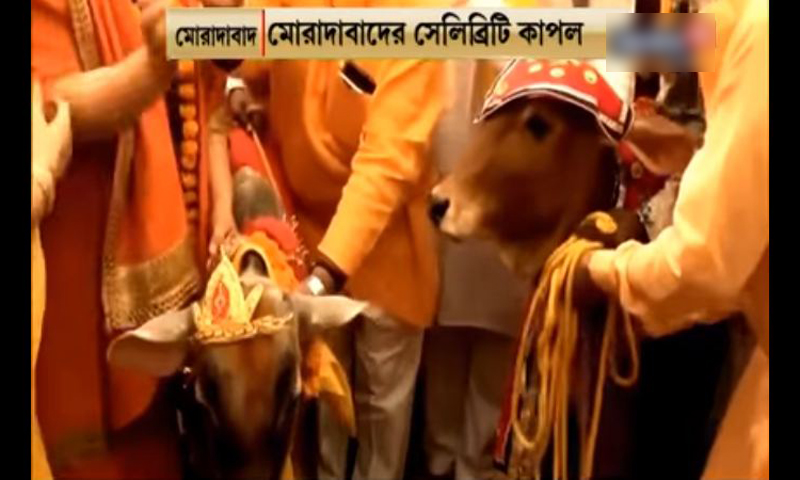 ভারতে বলদের সঙ্গে ‘গো মাতা’র বিয়ে! (ভিডিও) ভারতে বলদের সঙ্গে ‘গো মাতা’র বিয়ে! (ভিডিও)